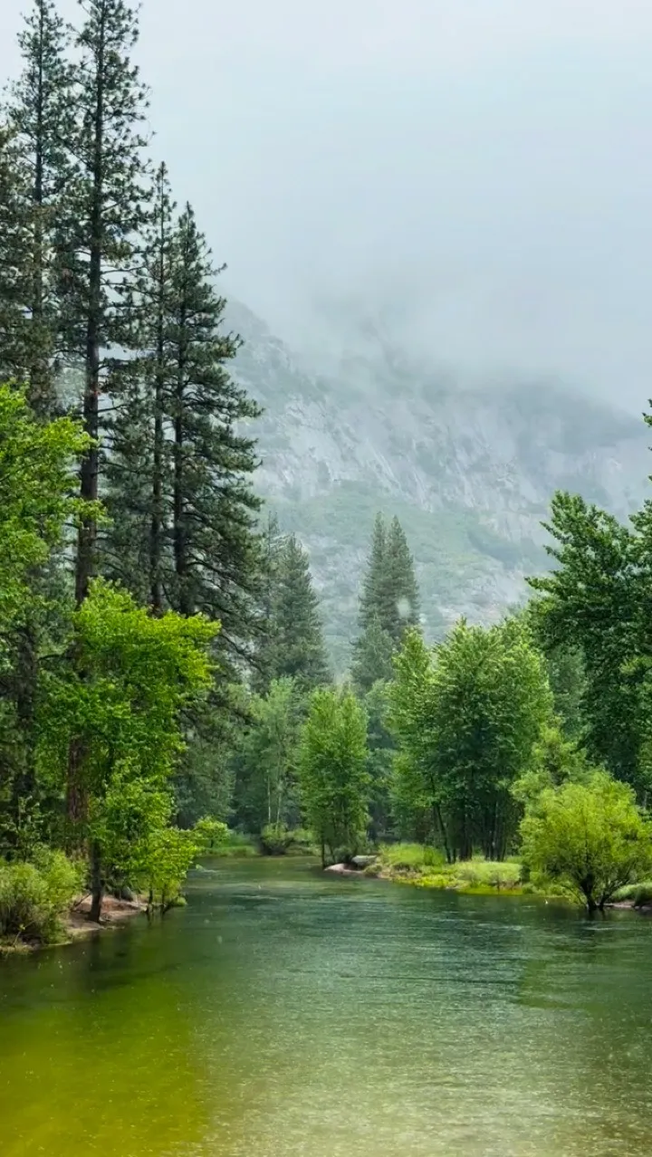 A misty pine valley with a green river running through it.