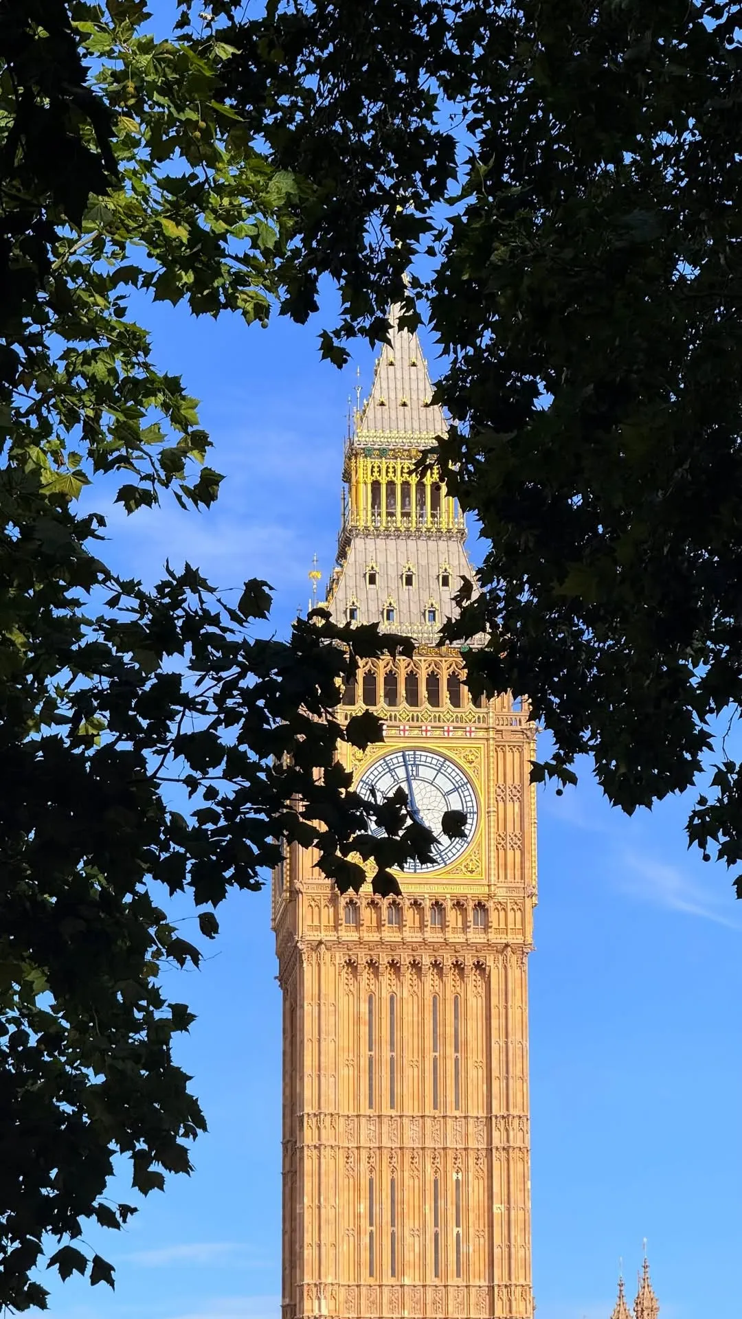 The Elizabeth Tower clock, Big Ben, lit gold by the sun and framed by green leaves against a blue sky.
